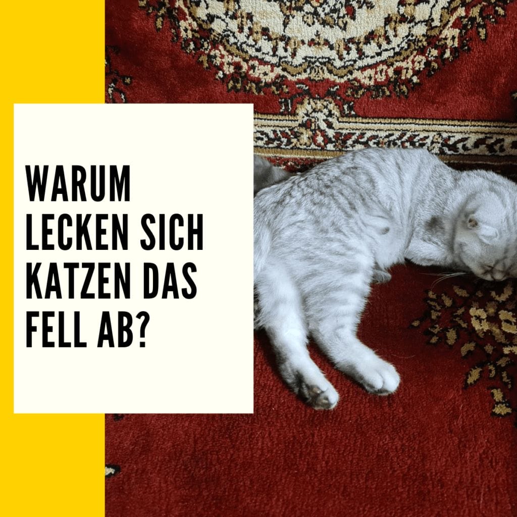 Katze leckt sich Fell weg Ratgeber & Informationen