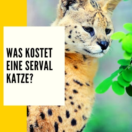 Mehr zum Thema Kosten einer Serval Katze findest du hier.