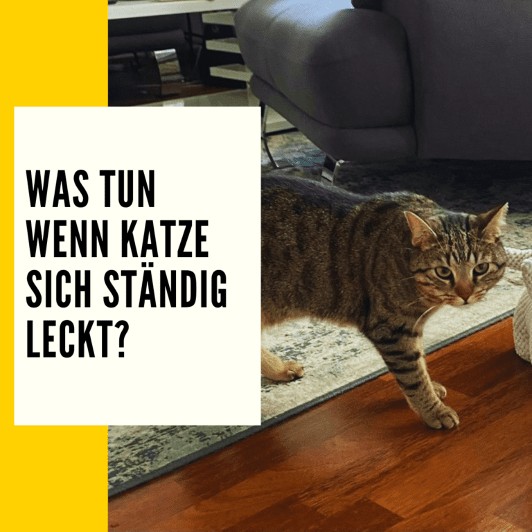 Katze leckt sich Fell weg Ratgeber & Informationen