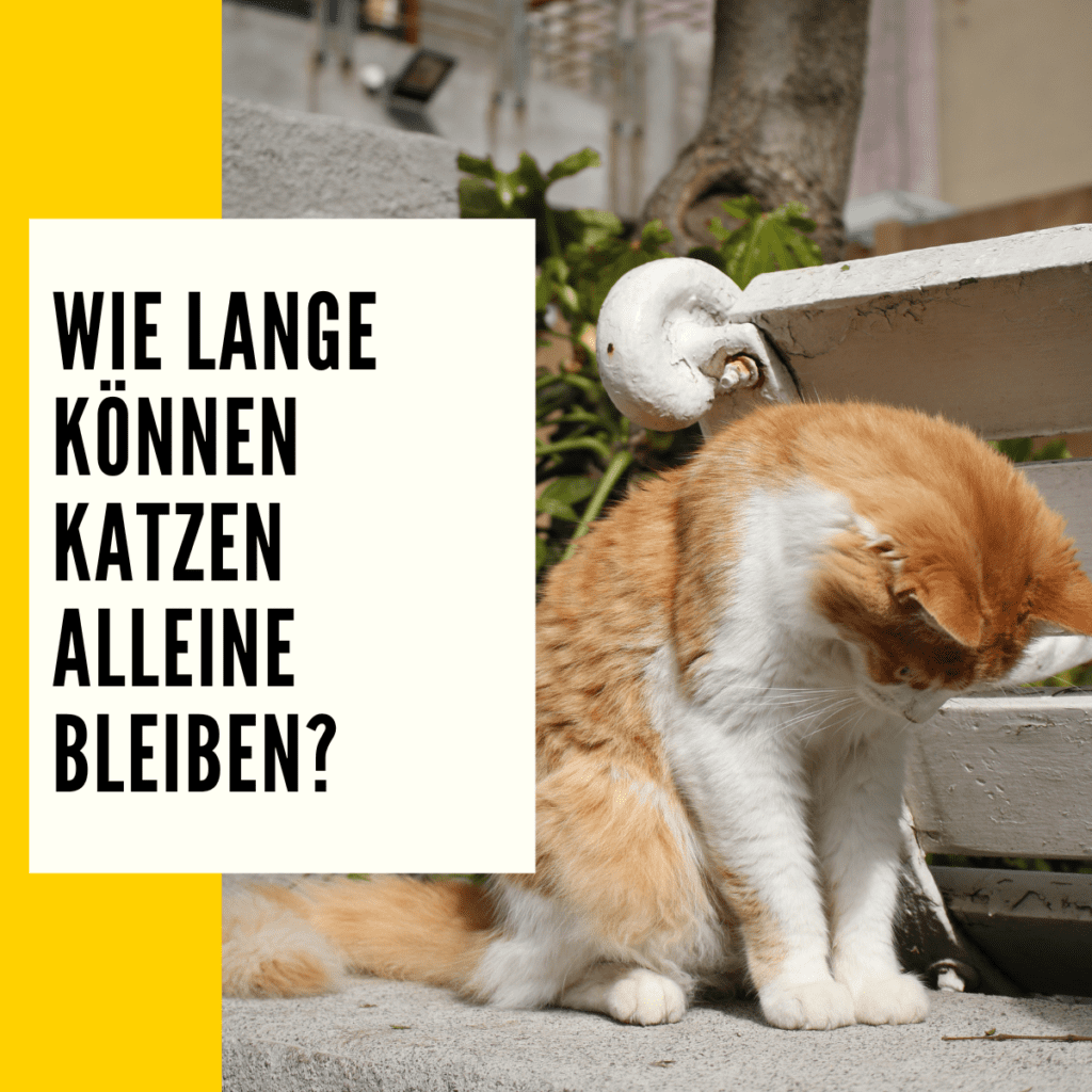Katze alleine lassen Verhaltensänderung, Folgen & Ratgeber!
