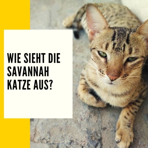 In diesem Beitrag erfährst du auch wie eine Savannah Katze aussieht. Aussehen einer Savannah Katze.