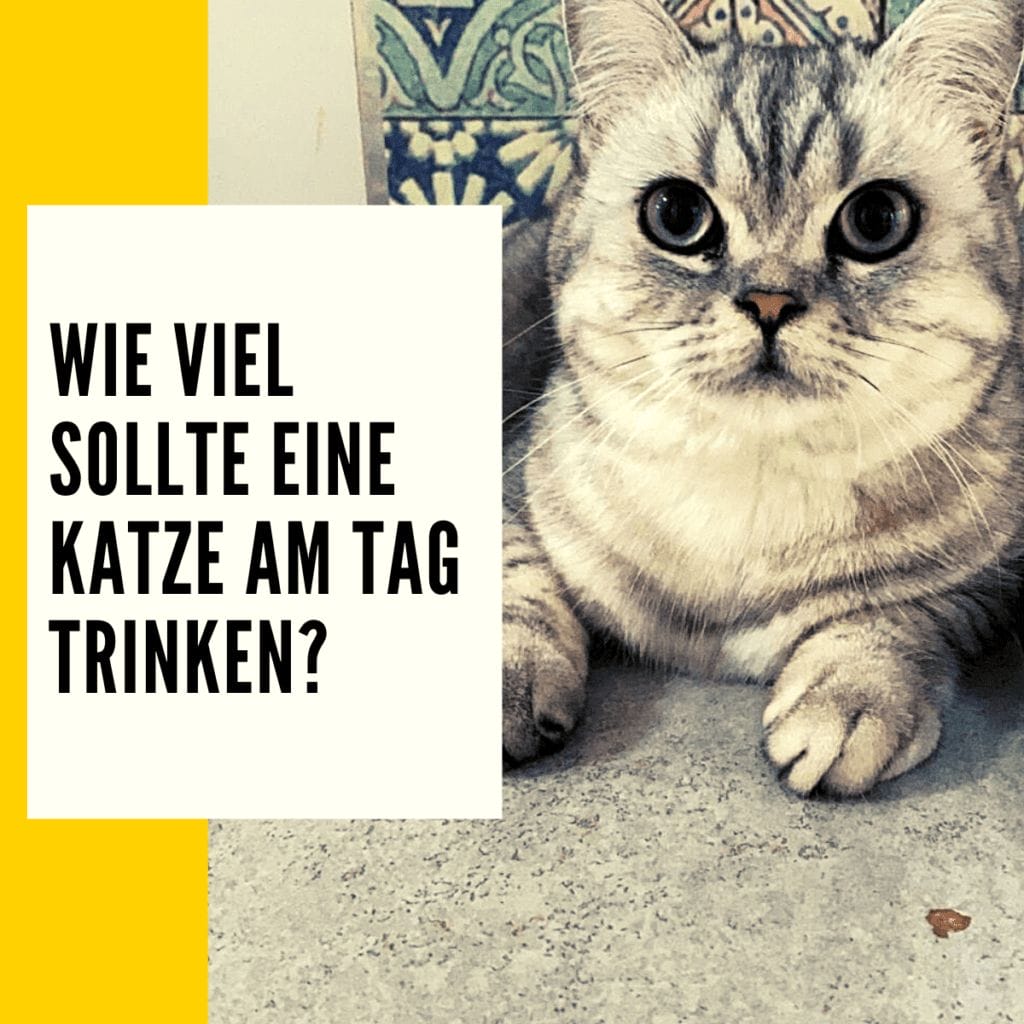 Katze trinkt viel Ursachen und Lösungen • NotfallKatzen