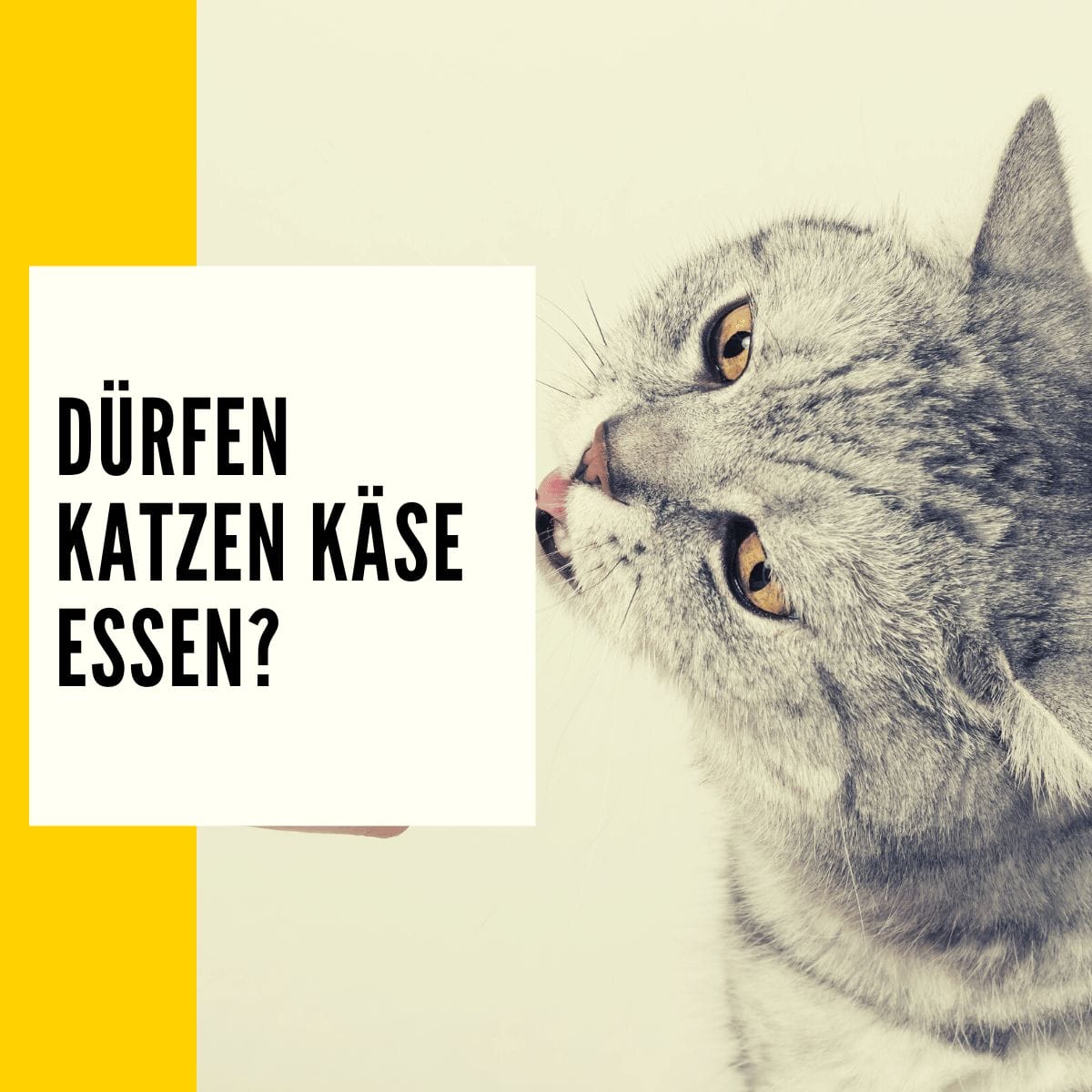 Dürfen Katzen Käse essen Darauf kommt es an! 2024