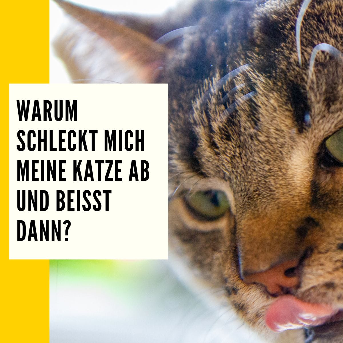 Katze leckt mich ab Gründe für das ständige lecken