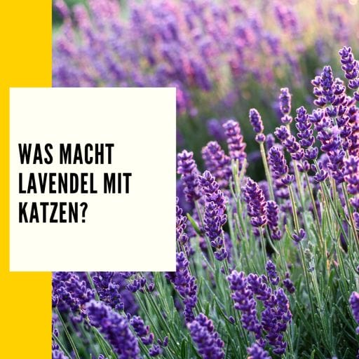 Auf diesem Bild sieht man ein Feld mit Lavendel Blumen