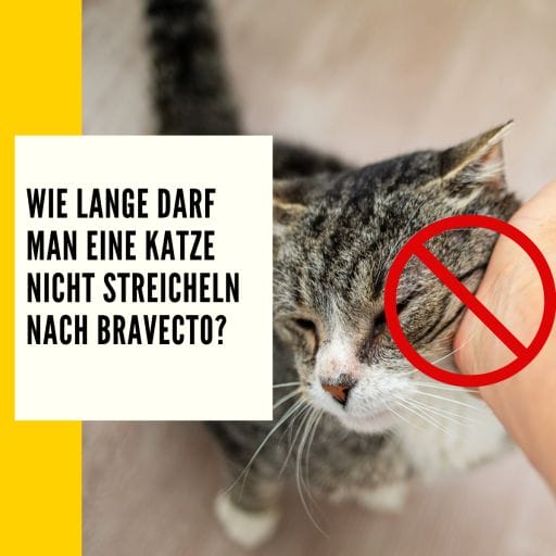 Du solltest deine Katzen nach dem Auftrag von Bravecto nicht streicheln. Mehr Informationen findest du hier.