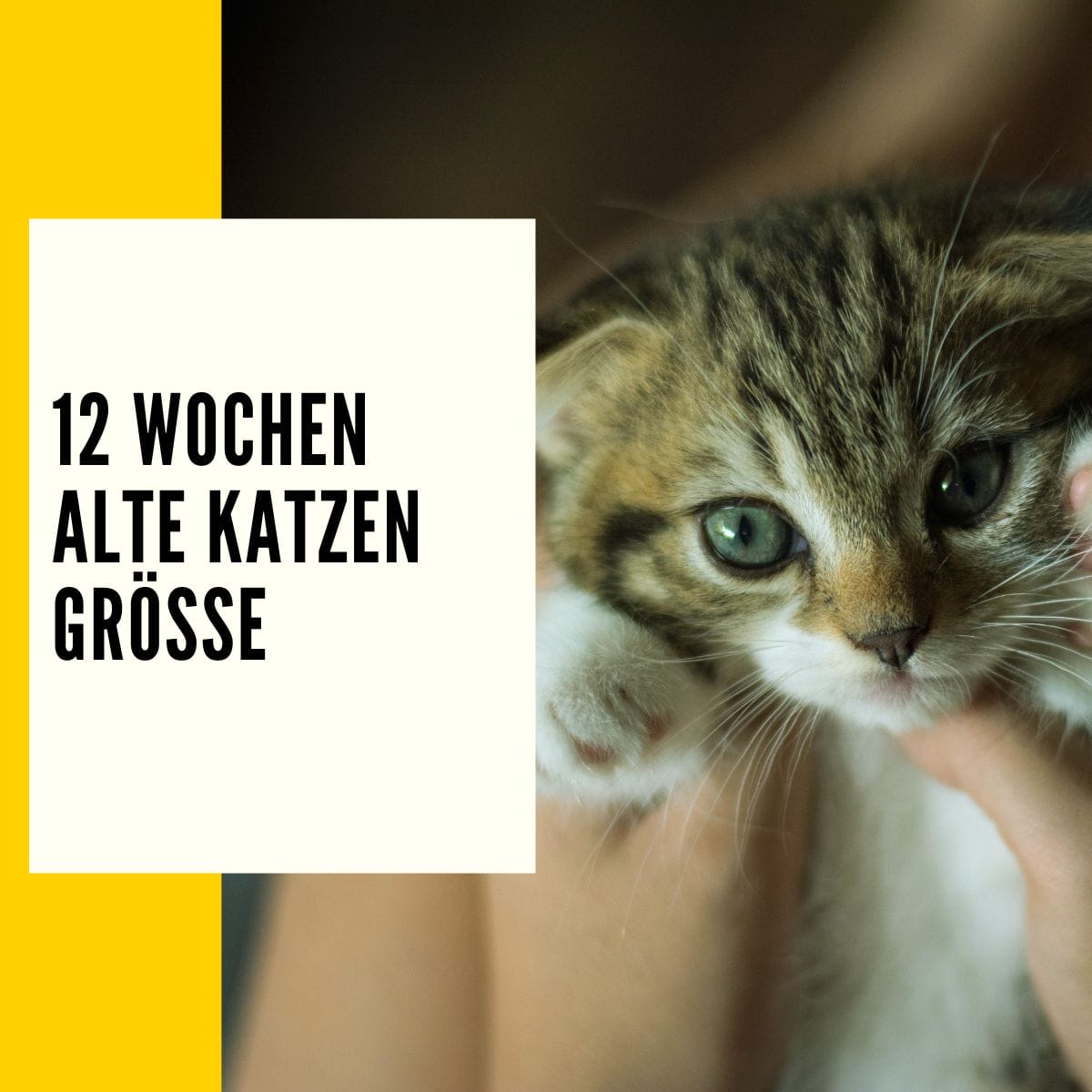 In diesem Beitrag kannst du alle zum Thema 12 Wochen alte Katzen Größe einiges lesen!
