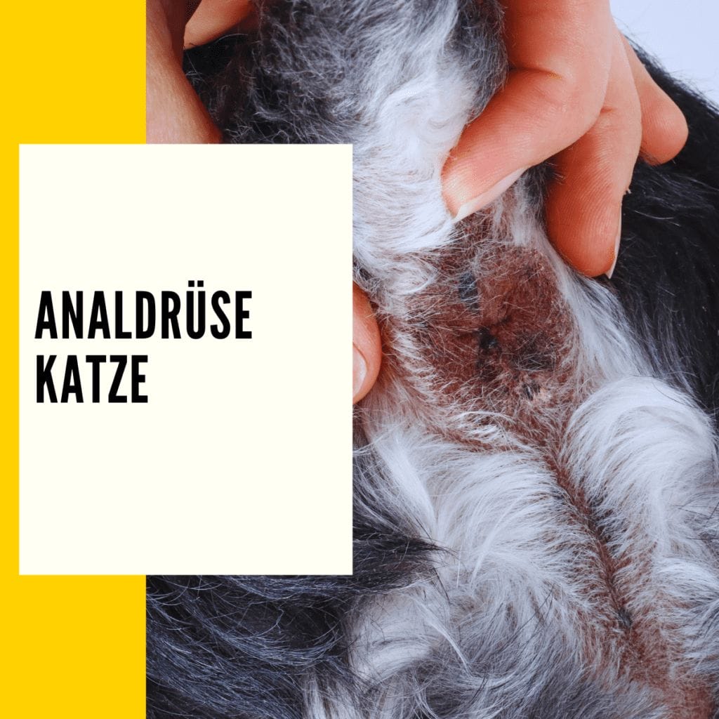 Analdrüse Katze: Erkennen & was man tun sollte!