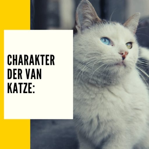 Der Beitrag gibt dir vieles zum Thema Charakter der Van Katze! 