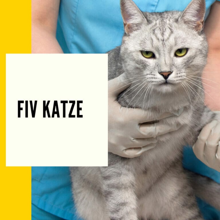 In diesem Artikl geht es um das Thema: FIV Katze bzw. Katzenaids. Wir erklären hier die Behandlungsmöglichen und Symptome die es bei dieser Krankheit gibt. Außerdem gibt es am Ende einen Frage und Antwort Bereich, wo wichtige Fragen beantwortet werden.