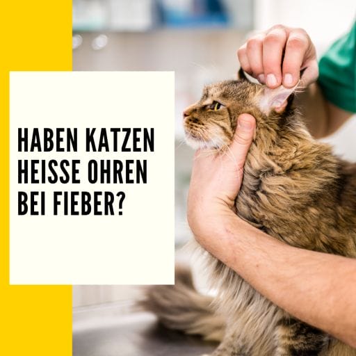 Zuhause im Bereich der Tiermedizin können regelmäßige Untersuchungen dazu beitragen, die Gesundheit deiner Katze zu erhalten. Ob deine Katze Fieber hat erfährst du hier! 