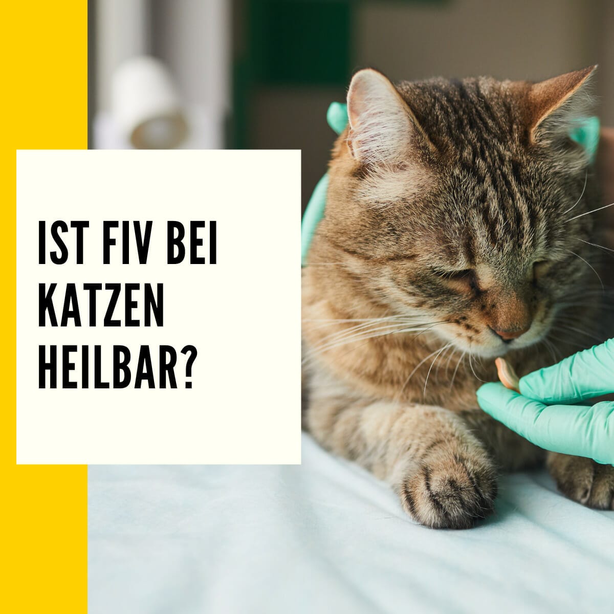 FIV Katze Katzenaids, Symptome & Behandlung