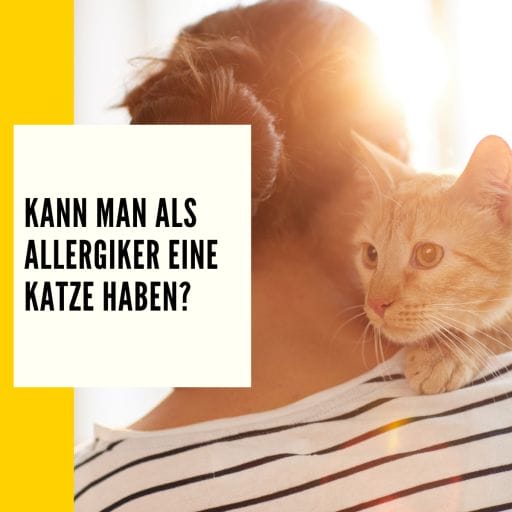 Der Ratgeber zum Thema Allergiker Katze.