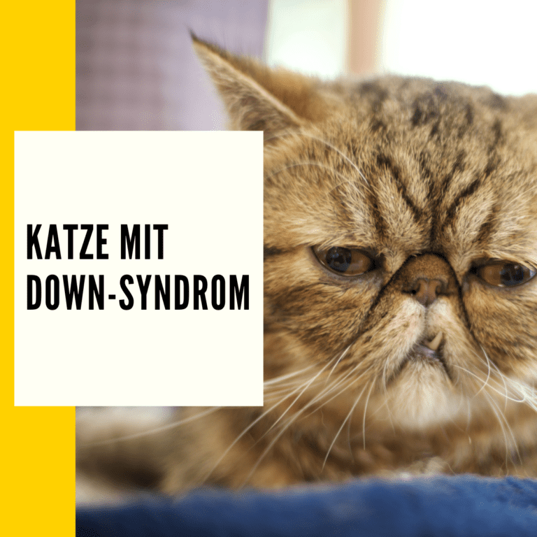 Der Artikel erklärt den Begriff Downsyndrom als eine genetische Störung aufgrund einer zusätzlichen Kopie des Chromosomen 21.
