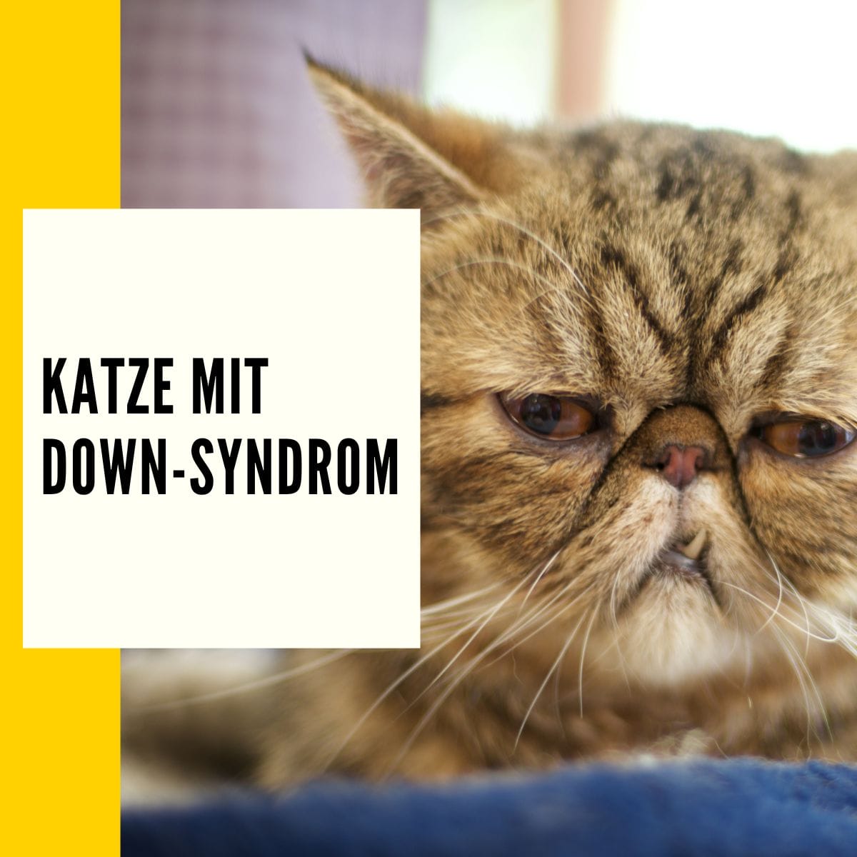 Katze mit DownSyndrom Mythos oder Fakt + Erklärung