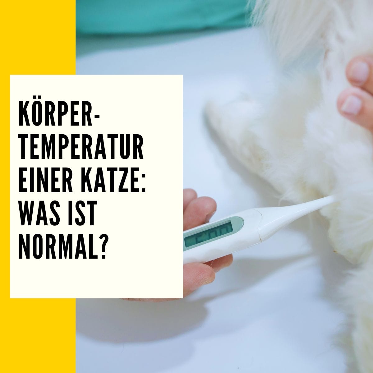 In diesem Artikel erfährst du mehr zum Thema: Körpertemperatur Katze.