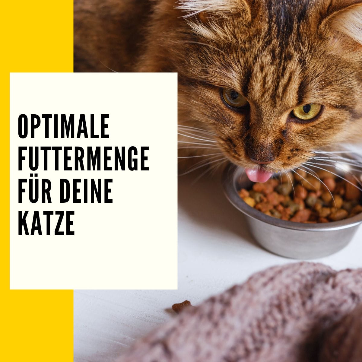 Futtermenge Katzen Tabelle finde die optimale Futtermenge für deine Katze!
