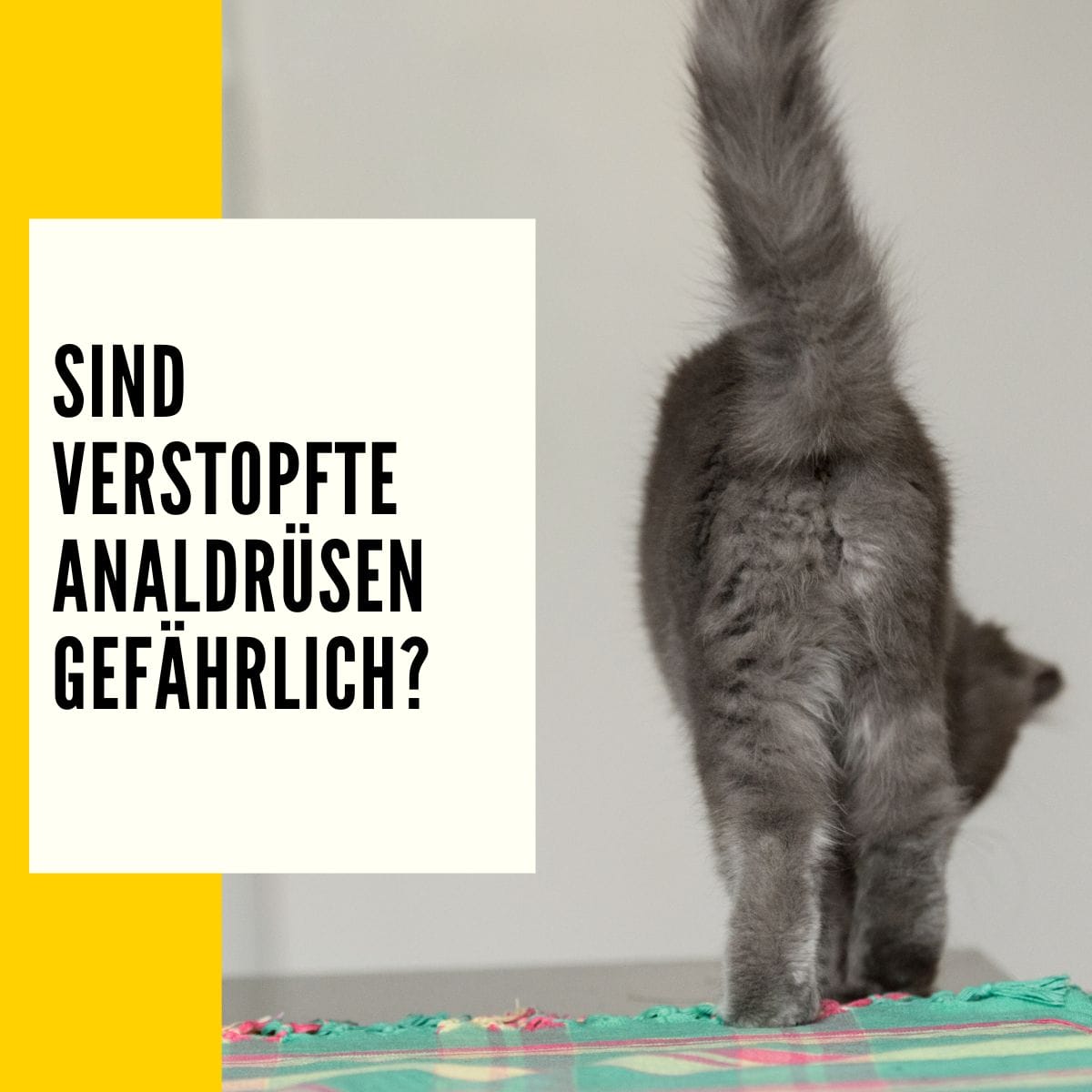 Analdrüse Katze: Erkennen & was man tun sollte!