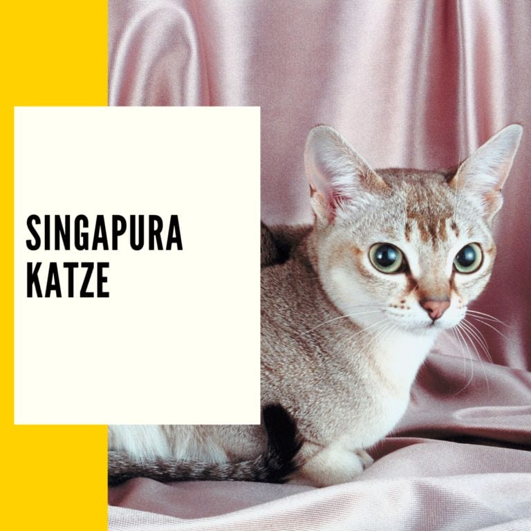Singapura Singapura ist eine Rassekatze mit Herkunft in Singapur und bekannt für ihren freundlichen Charakter.