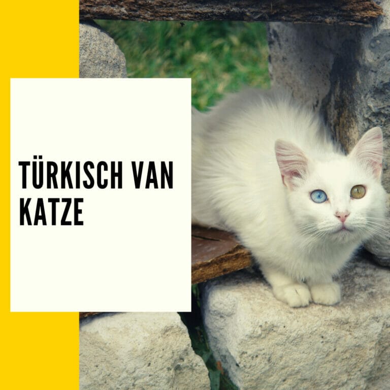 Die Van Katze ist eine Langhaarkatze, und dieser Beitrag liefert Ihnen viele Informationen zu diesem Thema.