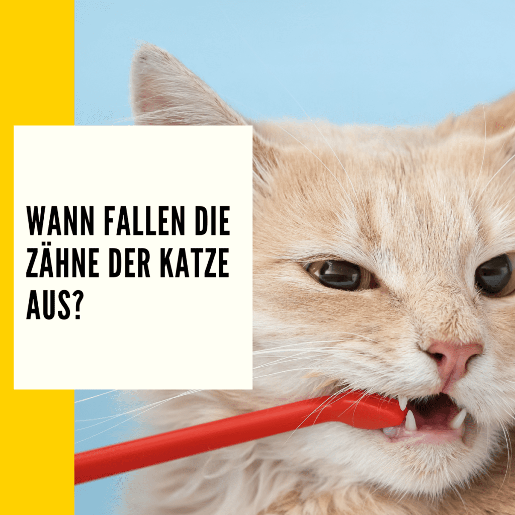 Gebiss Katze Aufbau, Pflege & Gesundheit