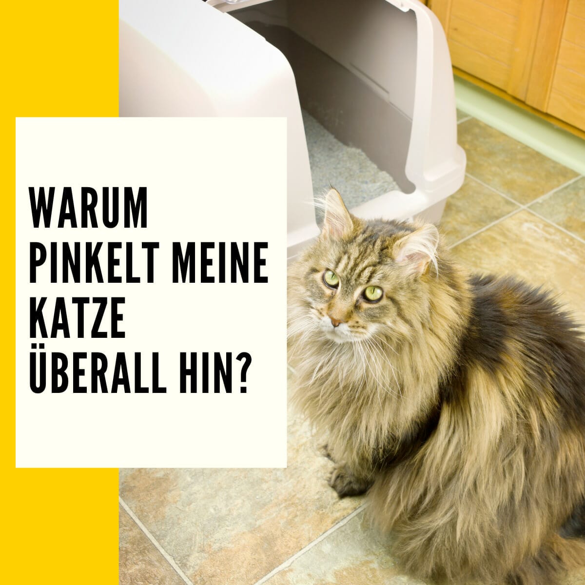 Katze pinkelt überall hin + 5 Hausmittel zur Reinigung Tipps & Hilfe!