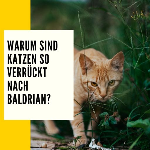 Dieser Beitrag informiert dich darüber warum Baldrian deine Katze so verrückt macht.
