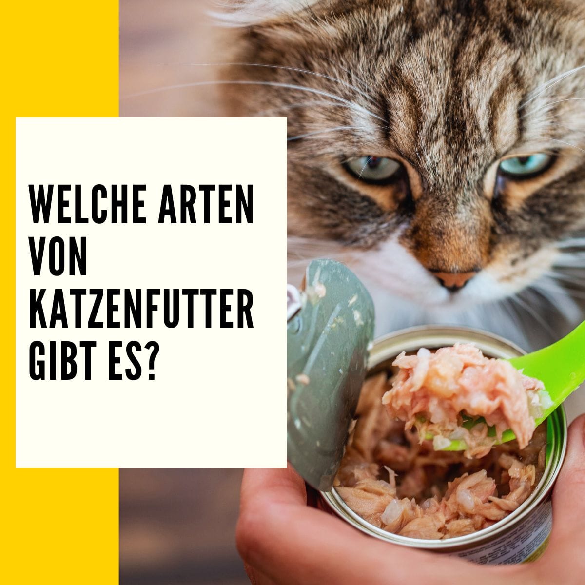 Futtermenge Katzen Tabelle finde die optimale Futtermenge für deine Katze!