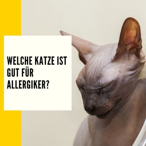 Hier zeigen wir dir, welche Katzen gut geeignet sind für Allergiker
