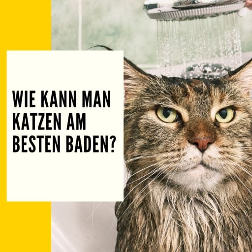 Hier erfährst du wie man am besten eine Katze baden kann.