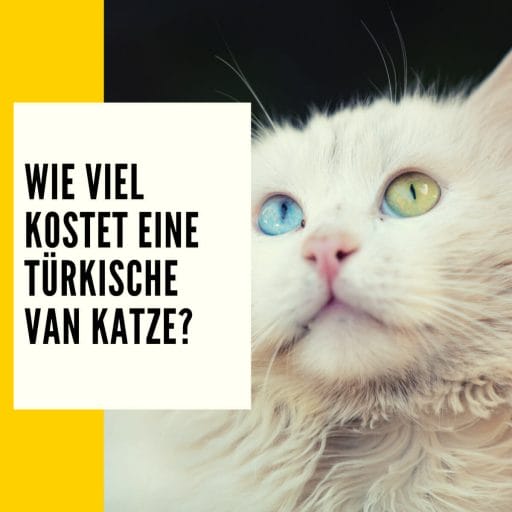 In diesem Rassenportrait zur Türkisch Van Katze erfährst du wichtige Infos und auch wie viel eine Van Katze kostet.