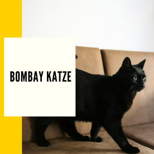 Auf diesem Bild ist eine Bombay Katze zu sehen mit seinem typischen schwarzen Fell