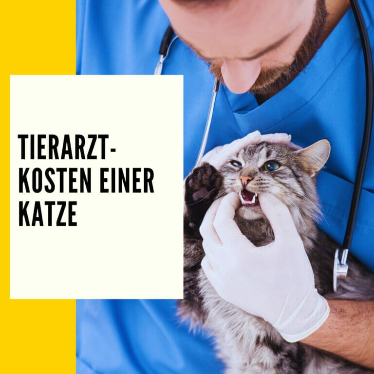 In diesem Beitrag erhältst du als Katzenhalter und Tierbesitzer wichtige Informationen über die Tierarztkosten Katze Tabelle!