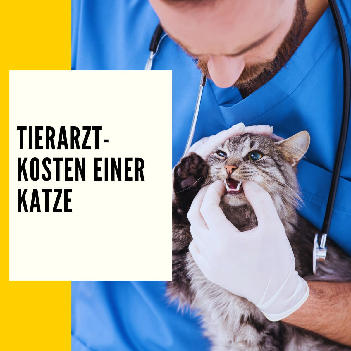 Tierarztkosten Katze Tabelle: Überblick Zu Den Wichtigsten 7 Behandlungen!