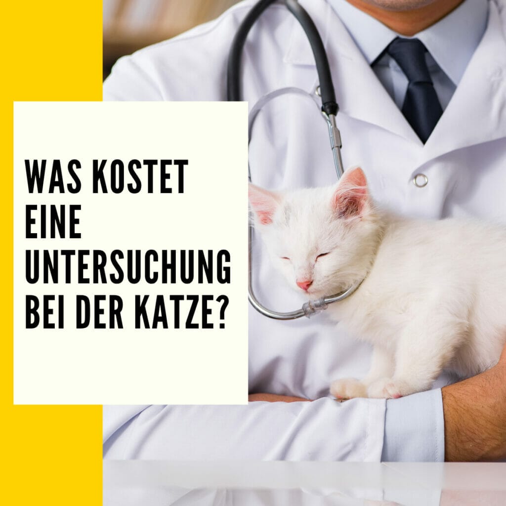 Tierarztkosten Katze Tabelle: Überblick Zu Den Wichtigsten 7 Behandlungen!