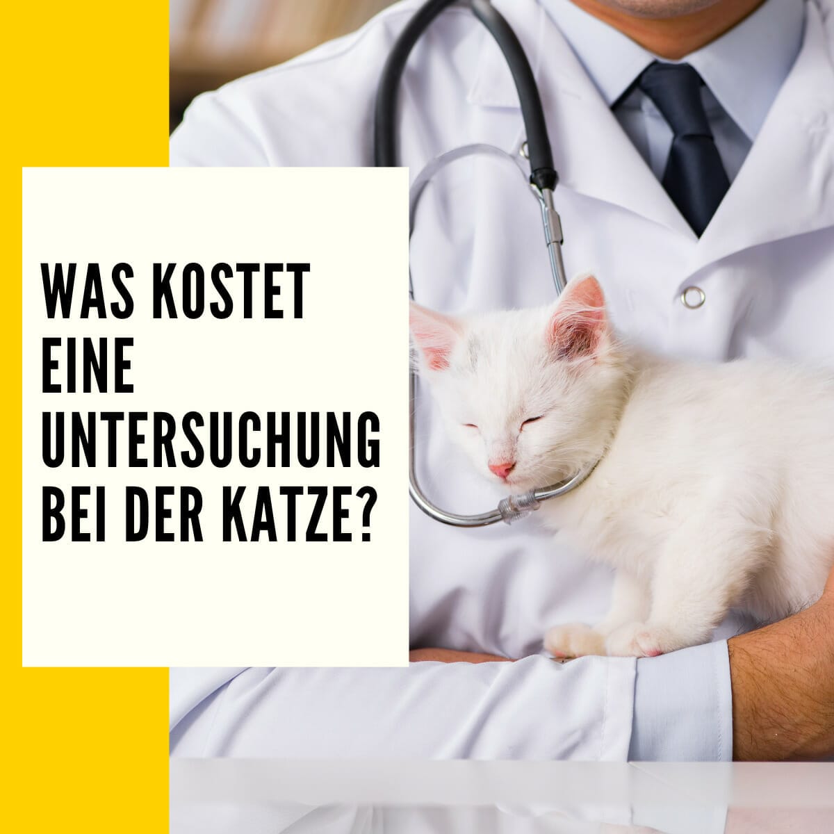 Tierarztkosten Katze Tabelle Überblick zu den wichtigsten 7 Behandlungen!