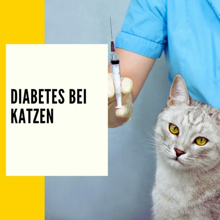 In diesem Artikel erfährst du alles zum Thema Diabetes bei Katzen!