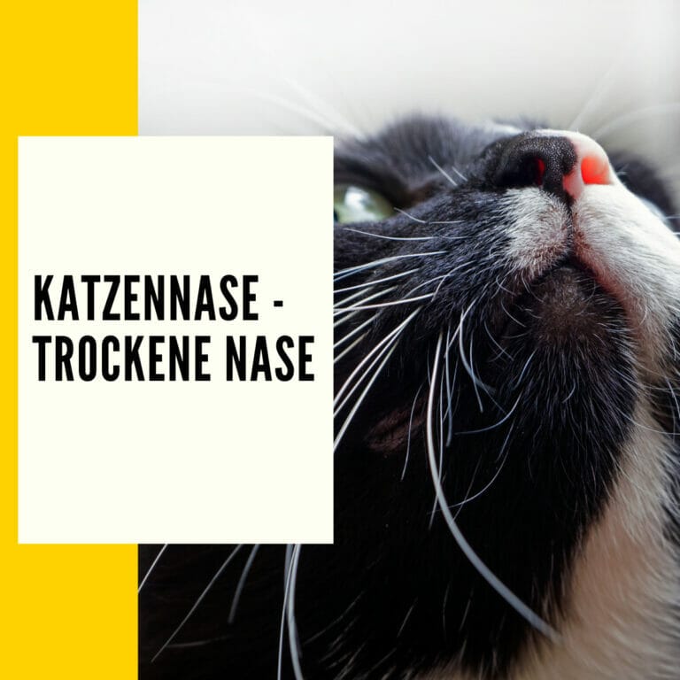 In diesem Beitrag: Katze trockene Nase erfährst du mögliche Ursachen über die Ursache deiner Katze trockenen Nase.