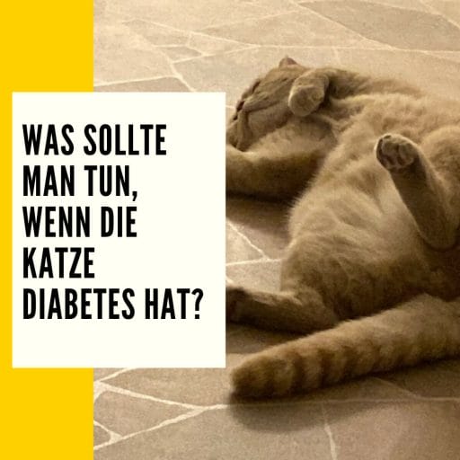 Was kann man alles tun wenn deine Katze Diabetes hat?
