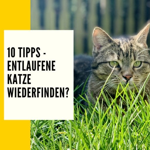 Hier findest du 10 Tipps wie du deine entlaufene Katzen wiederfinden kannst.